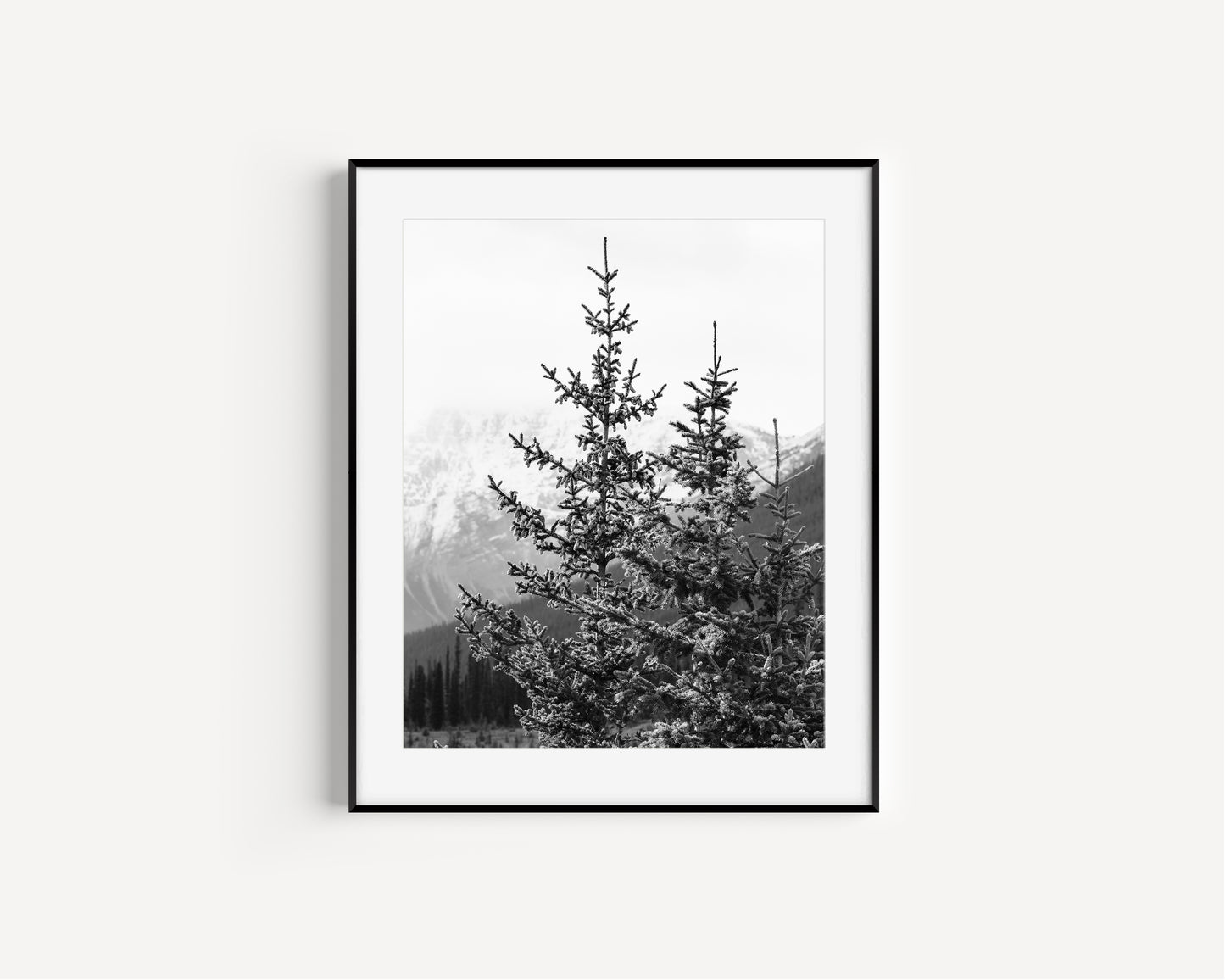 Black and white photo of a pine tree with snow-dusted branches in Banff National Park, Alberta – minimalist Canadian Rockies nature photography.