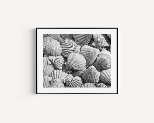 Black and white photograph of seashells arranged closely, creating a textured coastal wall art print.