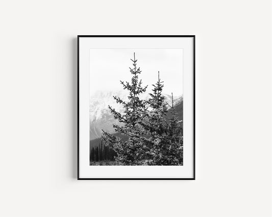 Black and white photo of a pine tree with snow-dusted branches in Banff National Park, Alberta – minimalist Canadian Rockies nature photography.