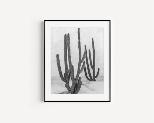 Black and White Cactus Print II | Cabo Mexico Photography Print - Departures Print Shop