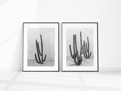 Black and White Cactus Print | Cabo Mexico Photography Print - Departures Print Shop