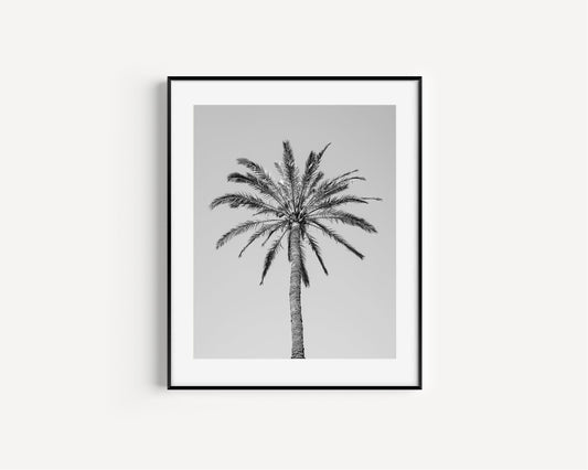 Black and White Palm Tree | Beach Photography Print - Departures Print Shop