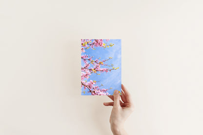 Pink cherry blossom branches with fresh yellow-green leaves reaching across a soft blue cloudy sky, spring floral photography