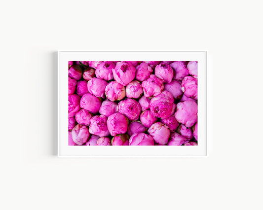 Pink Peonies II | Floral Photography Print - Departures Print Shop