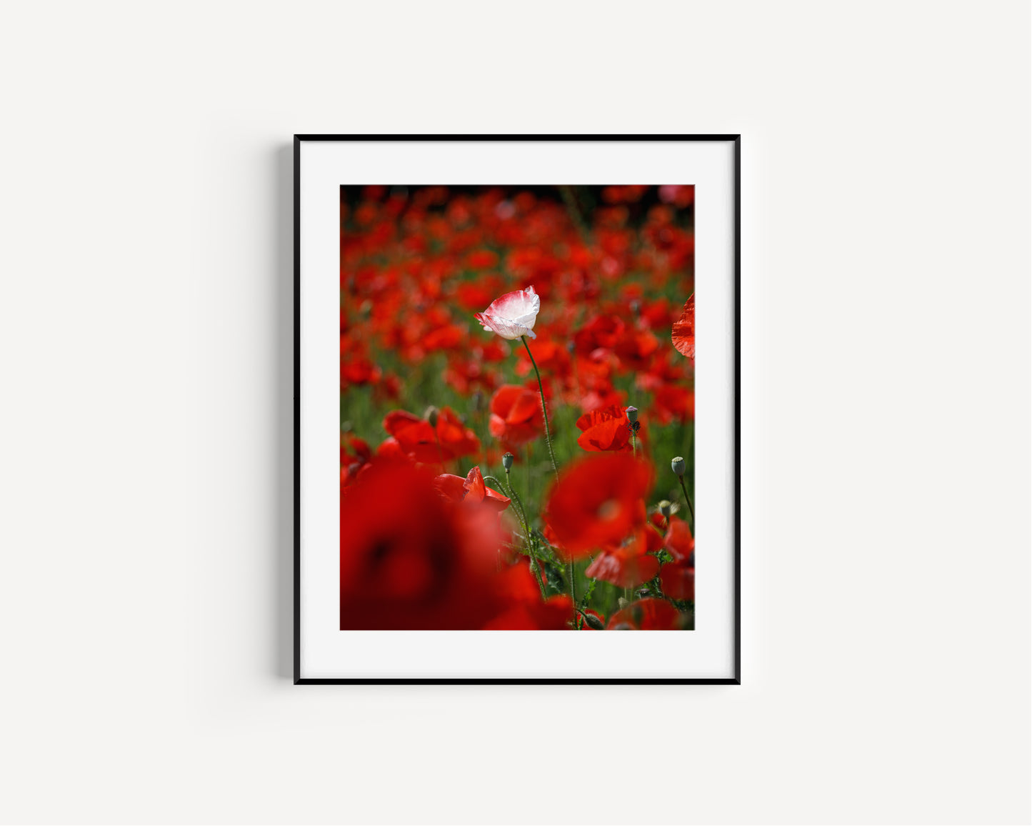 Poppy Field Photography Print II