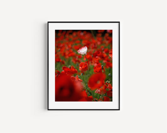 Poppy Field Photography Print II
