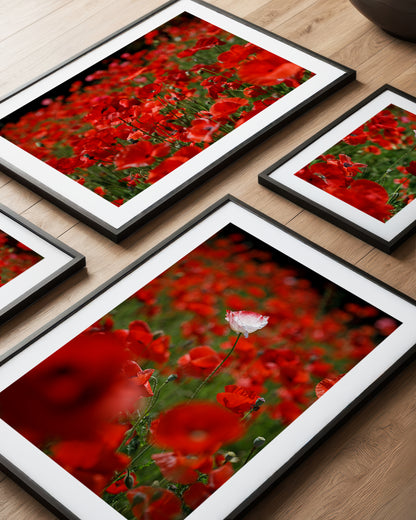 Poppy Field Photography Print II
