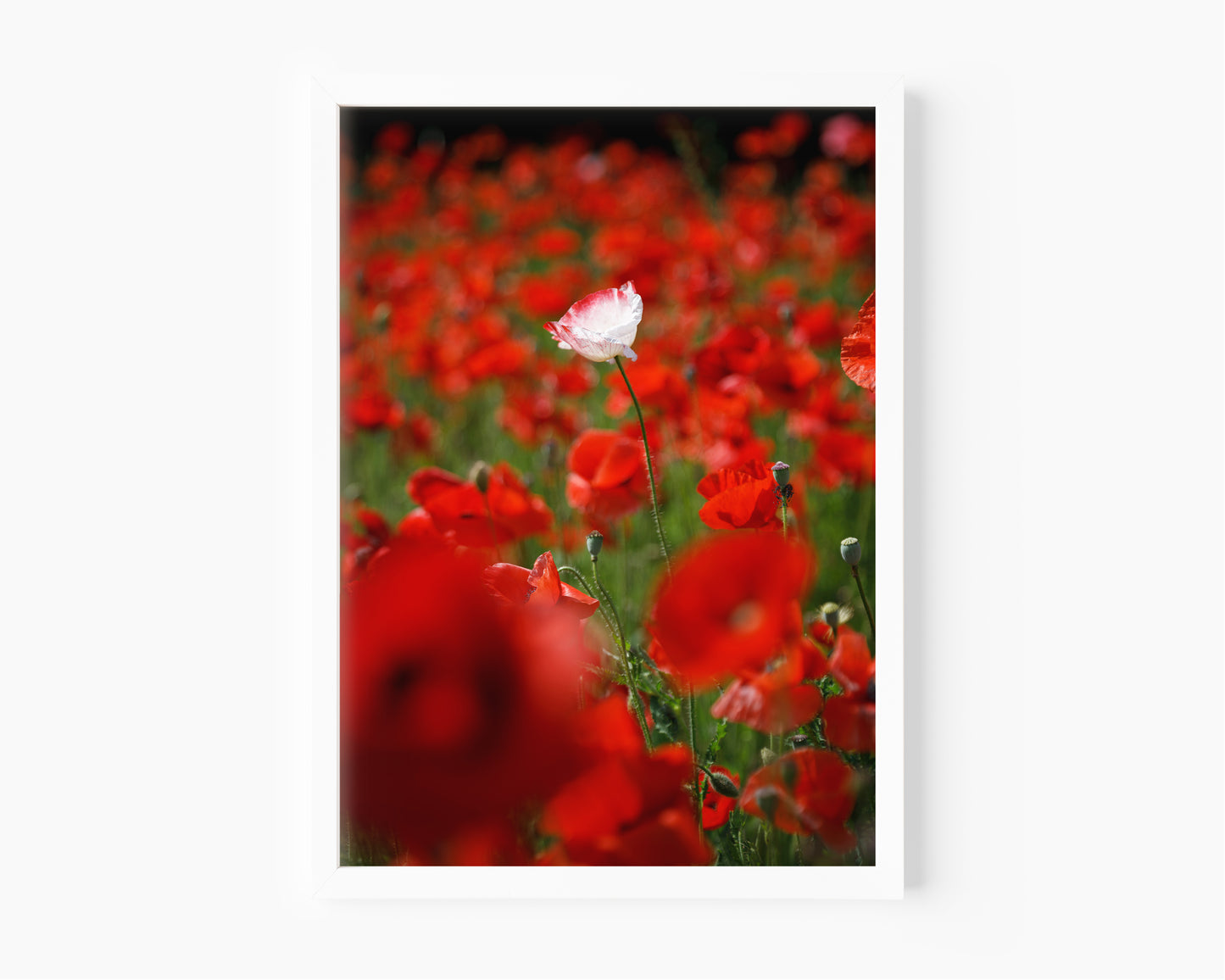 Poppy Field Photography Print II