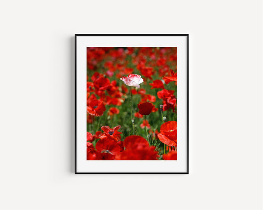 White poppy standing alone in a field of vibrant red poppies, captured in a sunlit wildflower meadow.