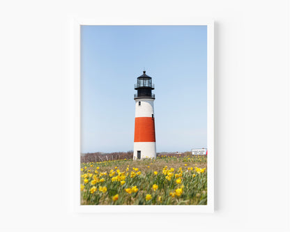Color fine art photograph of Sankaty Head Lighthouse on Nantucket Island with yellow daffodils in soft focus in the foreground — spring wall art from Siasconset, Nantucket