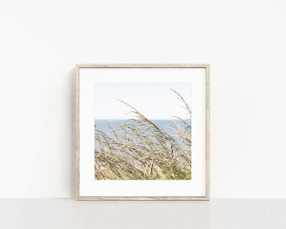 Sea Oats Square Beach Print