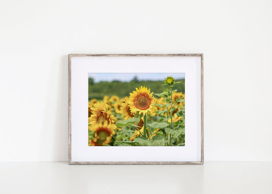 Sunny Days Sunflower Photography Print - Departures Print Shop