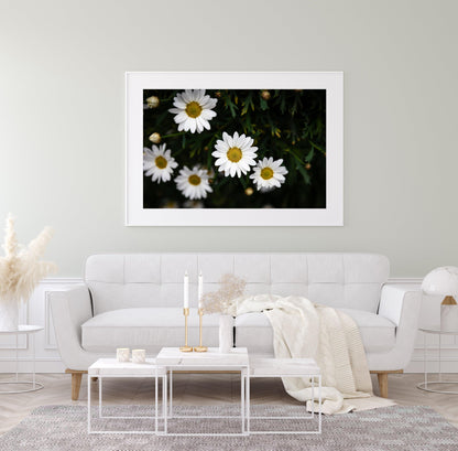 White Daisies Print II | Flower Photography Print - Departures Print Shop