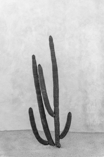 black and white cactus print. black and white cabo print. Cabo Mexico Print. Affordable Travel Print. Black and white cactus prints for a gallery wall. Cactus wall art. cactus art print. desert print. desert travel print. desert art. cactus land art print. cactus landscape print. desert landscape print. cactus wall art print. plant print. black and white plant print. desert cactus print.