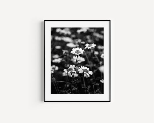 Black and white daisy photography print, black and white floral print, black and white flower photography print