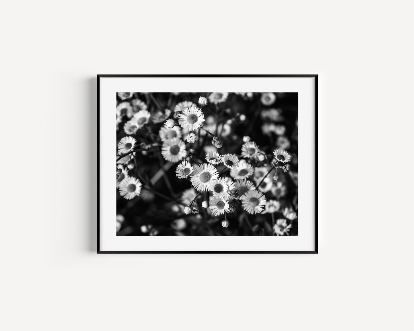 Black and White Daisies Photography | Floral Print - Departures Print Shop