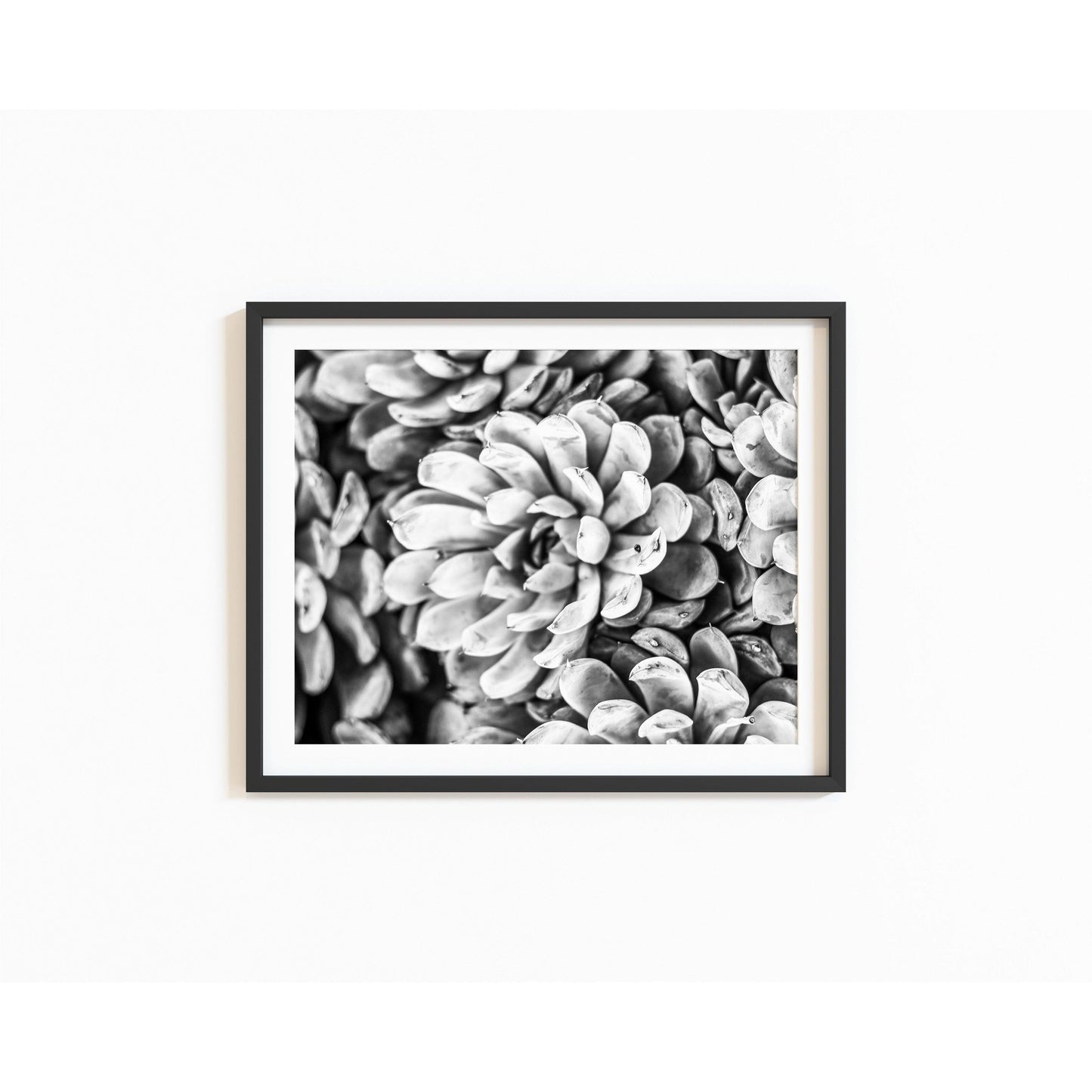 Black and White Succulent Photography Print - Departures Print Shop