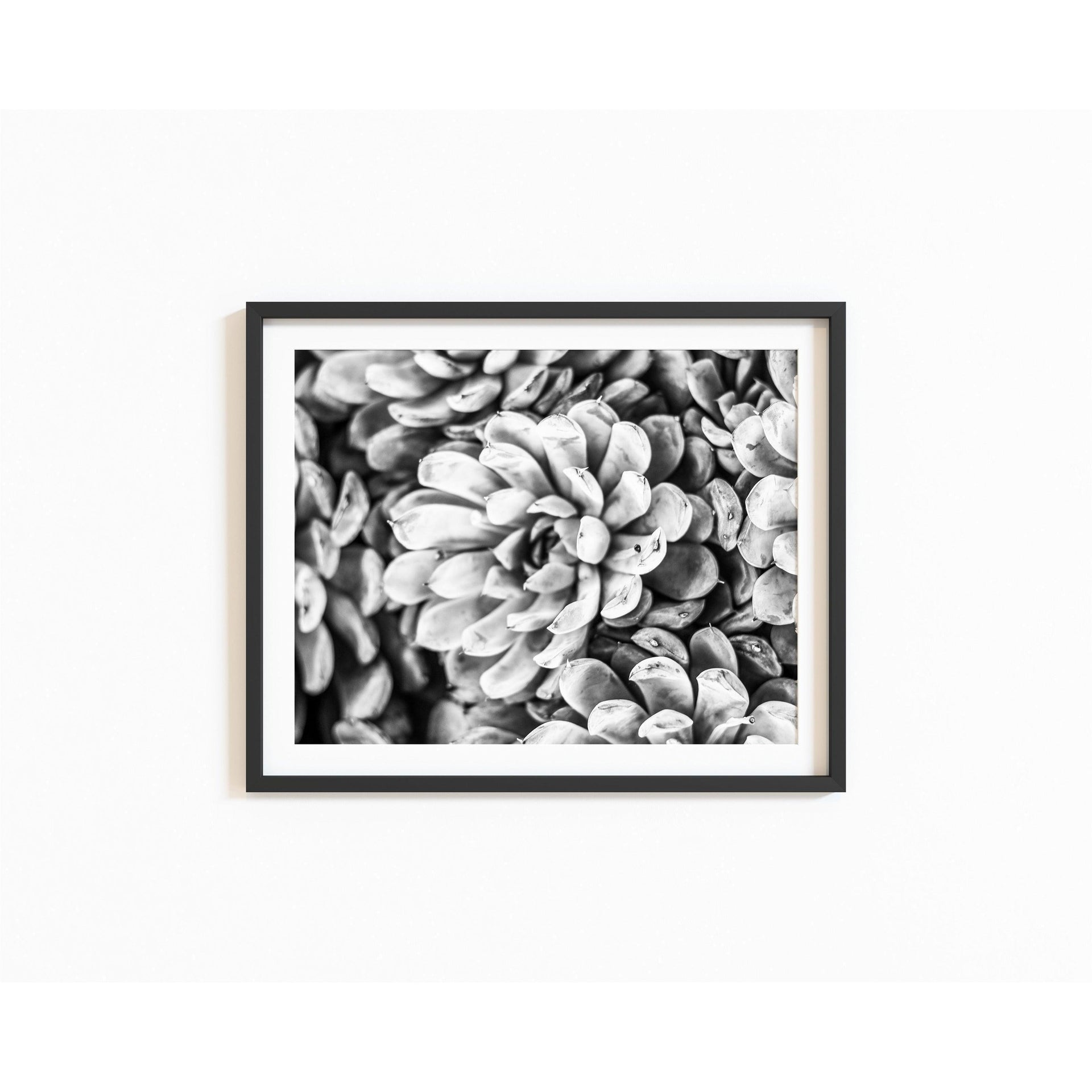 black and white succulent prints Black and White Succulent Print – Departures Print Shop
