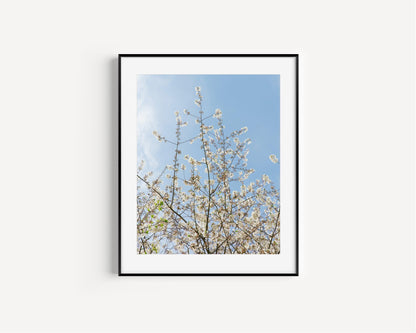 Cherry Blossoms II | Floral Print - Departures Print Shop