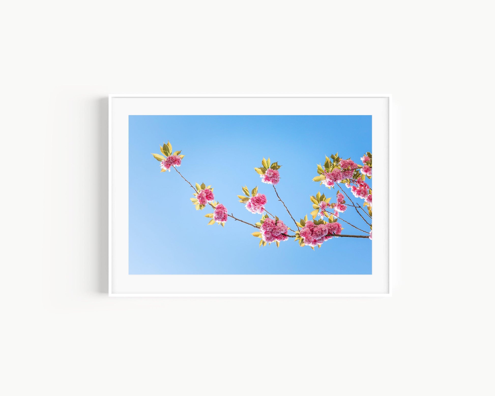 Cherry Blossoms | Floral Print - Departures Print Shop