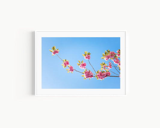 Cherry Blossoms | Floral Print - Departures Print Shop