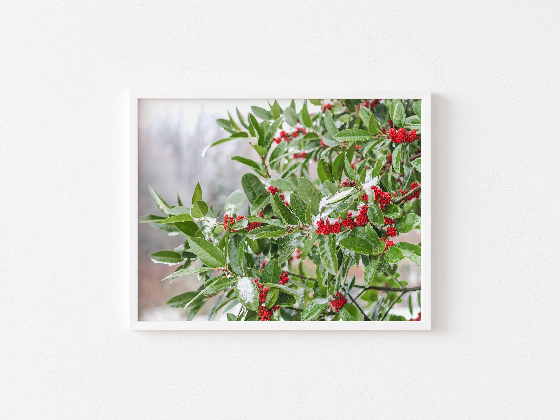 Holly Tree | Nature Photography Print - Departures Print Shop