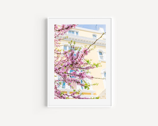 Notting HIll Pink Cherry Blossoms | London Photography Print - Departures Print Shop