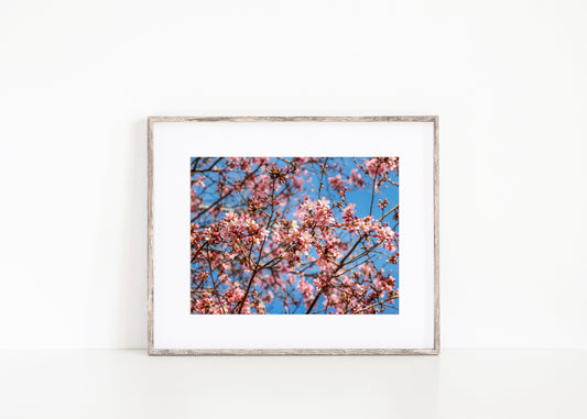 Pink Cherry Blossoms | Floral Print - Departures Print Shop