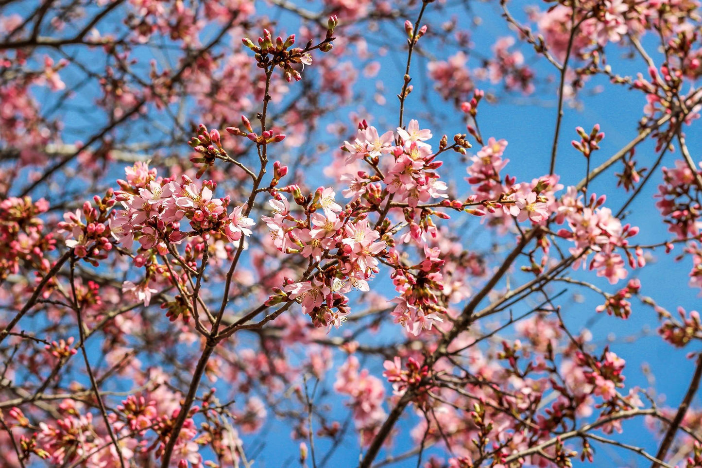 Pink Cherry Blossoms | Floral Print - Departures Print Shop
