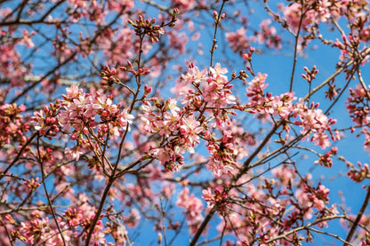 Pink Cherry Blossoms | Floral Print - Departures Print Shop