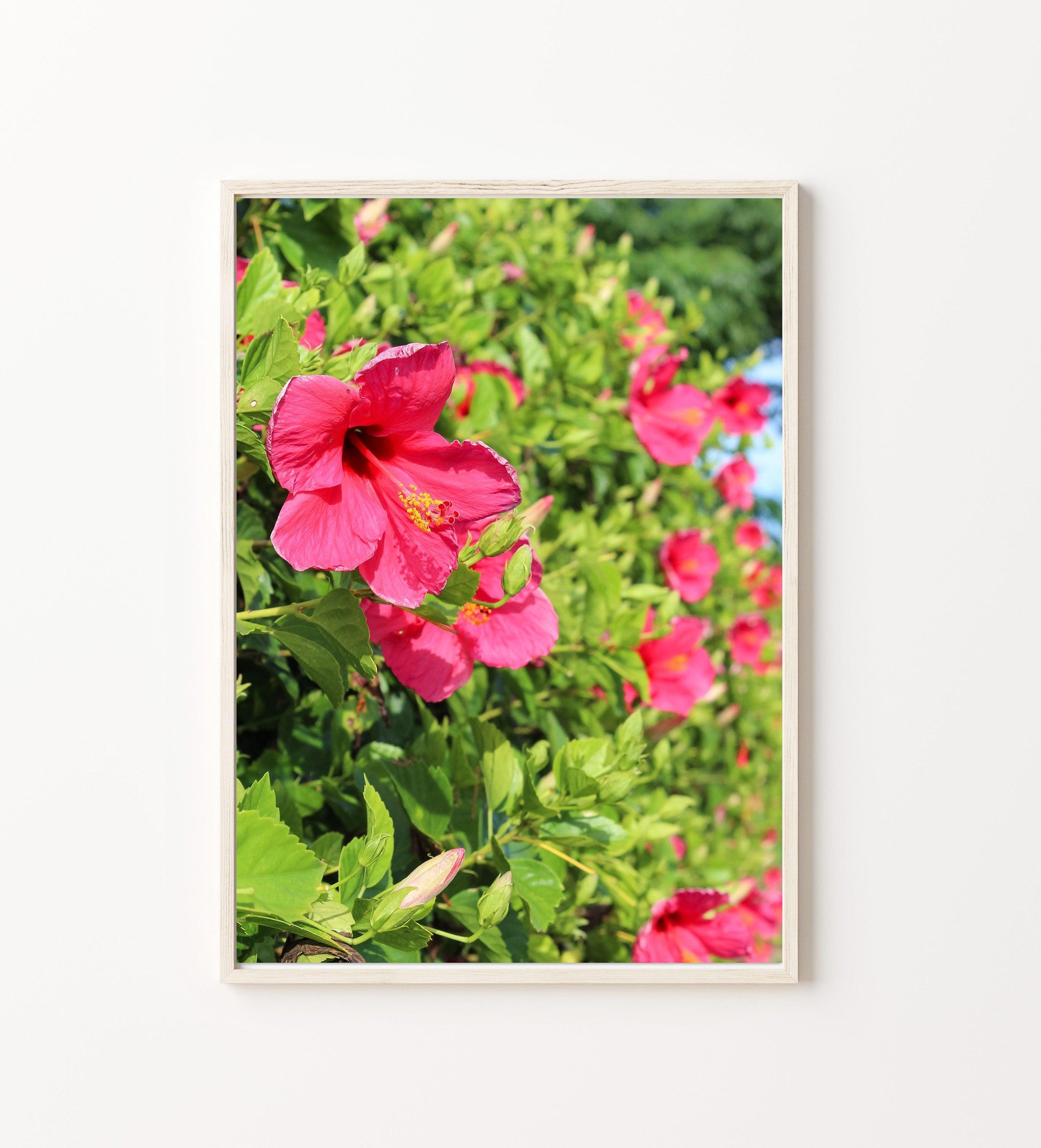 Pink Hibiscus | Floral Photography Print - Departures Print Shop