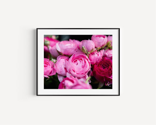 Pink Ranunculus | Floral Photography Print - Departures Print Shop