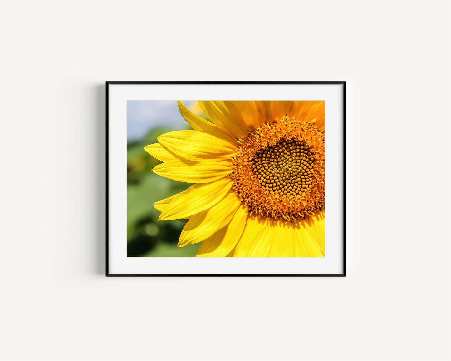 Sunflower | Floral Photography Print - Departures Print Shop