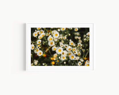 White Daisies Print | Flower Photography Print - Departures Print Shop